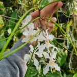 Papilionanthe Vandarum - RARÍSSIMA