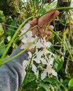 Papilionanthe Vandarum - RARÍSSIMA