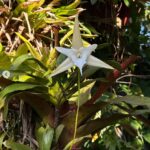 Angraecum Sesquipedale - COLEÇÃO