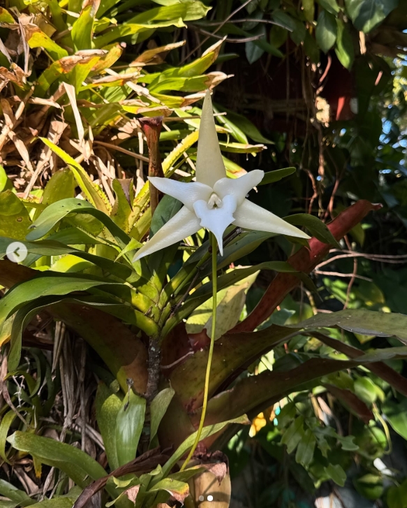 Angraecum Sesquipedale - COLEÇÃO - Imagem 1