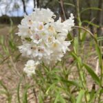 Neobenthamia Gracilis ''Orquídea Buquê de Noiva'' - COLEÇÃO