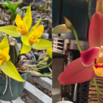 Lycaste Cruenta ''Yellow'' x Skinneri ''Red'' - COLEÇÃO