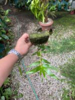 Dendrobium Moschatum - COLEÇÃO - Imagem 6