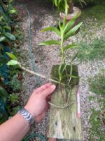 Dendrobium Moschatum - COLEÇÃO - Imagem 7