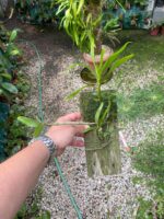 Dendrobium Moschatum - COLEÇÃO - Imagem 5