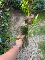 Dendrobium Moschatum - COLEÇÃO - Imagem 3