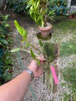 Dendrobium Moschatum - COLEÇÃO - Imagem 4