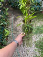 Dendrobium Moschatum - COLEÇÃO - Imagem 2