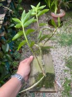 Dendrobium Moschatum - COLEÇÃO - Imagem 6