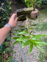 Dendrobium Moschatum - COLEÇÃO - Imagem 3