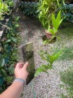 Dendrobium Moschatum - COLEÇÃO - Imagem 4