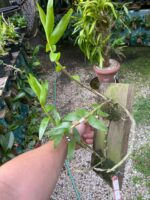 Dendrobium Moschatum - COLEÇÃO - Imagem 5