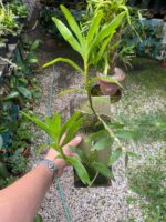 Dendrobium Moschatum - COLEÇÃO - Imagem 2