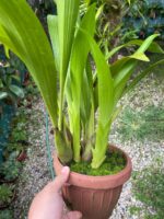 Touceira Eria Hyacinthoides - COLEÇÃO - Imagem 8