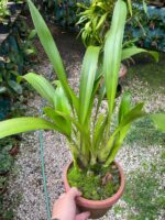 Touceira Eria Hyacinthoides - COLEÇÃO - Imagem 7