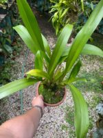 Touceira Eria Hyacinthoides - COLEÇÃO - Imagem 2