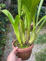 Touceira Eria Hyacinthoides - COLEÇÃO - Imagem 5