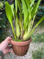 Touceira Eria Hyacinthoides - COLEÇÃO - Imagem 4