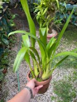 Touceira Eria Hyacinthoides - COLEÇÃO - Imagem 3