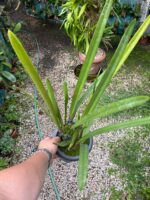 Arpophyllum Giganteum - Orquídea Escova Mamadeira - Imagem 8