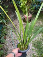 Arpophyllum Giganteum - Orquídea Escova Mamadeira - Imagem 7