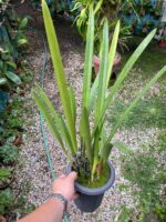 Arpophyllum Giganteum - Orquídea Escova Mamadeira - Imagem 5