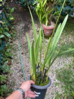 Arpophyllum Giganteum - Orquídea Escova Mamadeira - Imagem 6