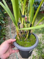 Arpophyllum Giganteum - Orquídea Escova Mamadeira - Imagem 4