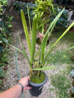 Arpophyllum Giganteum - Orquídea Escova Mamadeira - Imagem 2