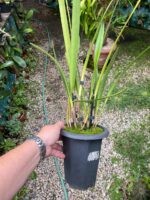 Arpophyllum Giganteum - Orquídea Escova Mamadeira - Imagem 3