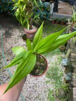 Phaius Tankervilleae ''Capuz de Freira'' - COLEÇÃO - Imagem 8