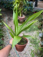 Phaius Tankervilleae ''Capuz de Freira'' - COLEÇÃO - Imagem 6