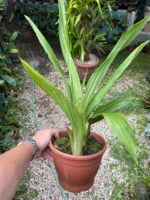 Phaius Tankervilleae ''Capuz de Freira'' - COLEÇÃO - Imagem 5