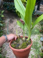 Phaius Tankervilleae ''Capuz de Freira'' - COLEÇÃO - Imagem 3