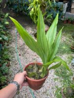 Phaius Tankervilleae ''Capuz de Freira'' - COLEÇÃO - Imagem 4
