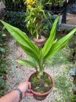 Phaius Tankervilleae ''Capuz de Freira'' - COLEÇÃO - Imagem 2