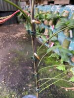 Papilionanthe Vandarum - RARÍSSIMA - Imagem 6