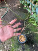 Papilionanthe Vandarum - RARÍSSIMA - Imagem 7