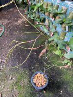 Papilionanthe Vandarum - RARÍSSIMA - Imagem 5