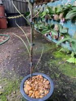 Papilionanthe Vandarum - RARÍSSIMA - Imagem 4