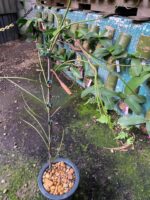 Papilionanthe Vandarum - RARÍSSIMA - Imagem 3