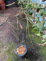 Papilionanthe Vandarum - RARÍSSIMA - Imagem 2