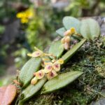 Acianthera Recurva Bicolor