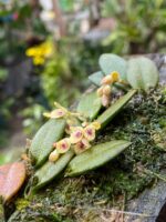 Acianthera Recurva Bicolor