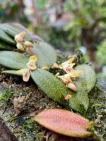 Acianthera Recurva Bicolor - Imagem 6
