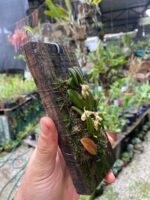 Acianthera Recurva Bicolor - Imagem 3