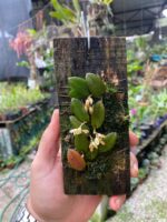 Acianthera Recurva Bicolor - Imagem 2