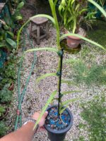 Neobenthamia Gracilis ''Orquídea Buquê de Noiva'' - COLEÇÃO - Imagem 3