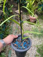 Neobenthamia Gracilis ''Orquídea Buquê de Noiva'' - COLEÇÃO - Imagem 6