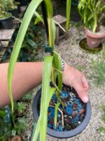 Neobenthamia Gracilis ''Orquídea Buquê de Noiva'' - COLEÇÃO - Imagem 7